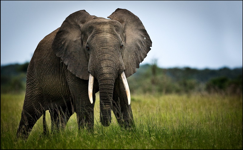  - 0006-uganda_wildlife-15
