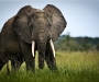 0006-uganda_wildlife-15