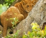 lion_queen_elizabeth_national_park_uganda_wildlife_safari_packge