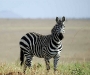uganda-zebra